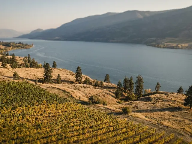 A long blue lake between dry golden hills with pines, and autumn vineyard rows on the slope in front.
